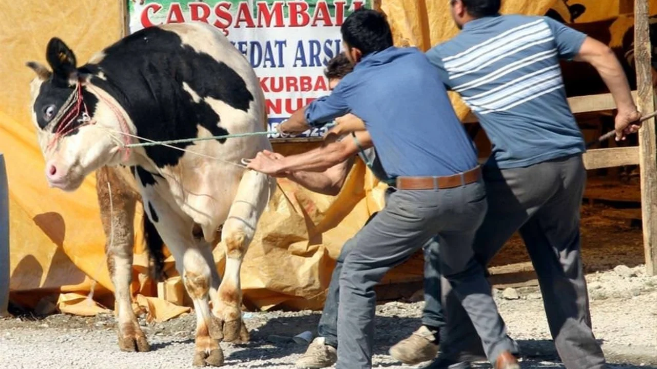 Türkiye'deki eskort endüstrisi: İnsan kaçakçılığının bir kurbanı mı?